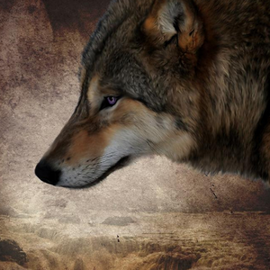 Foto de perfil de Leonardo Porfirio