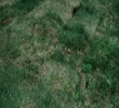 Grass Breathing