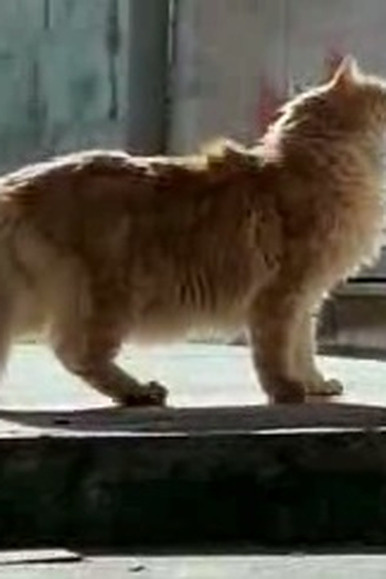 Poster de Curta Sete Vidas (2007)