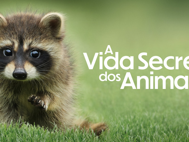Foto 5 de A vida Secreta dos Animais
