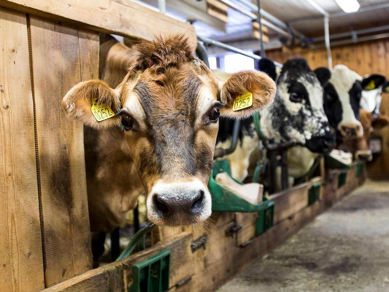 Foto 1 de Terráqueos