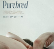 Purebred