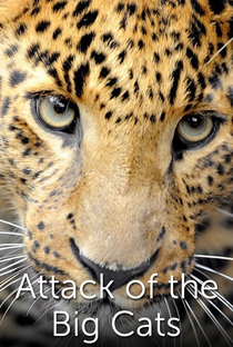 Os Ataques dos Grandes Felinos - Poster / Capa / Cartaz - Oficial 1