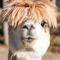 mcrocha