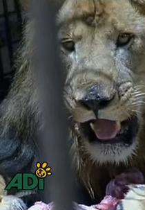 Big Cat Rescue (Big Cat Rescue)