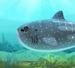 The Whale Shark