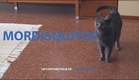 MORDISQUITOS | TEASER TRAILER | YAQ DISTRIBUCIÓN | CORTOMETRAJE | SHORTFILM