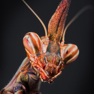 Foto de perfil de Hector Lemainski