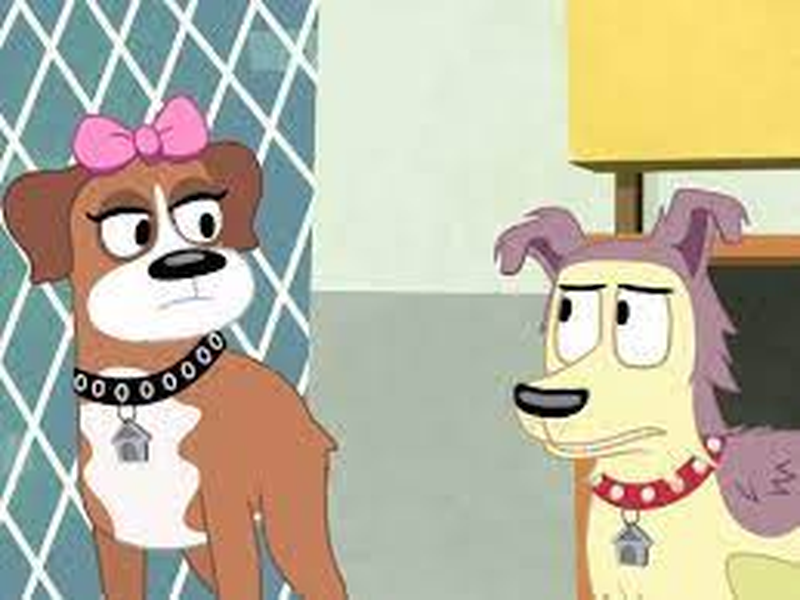 Foto 2 de Cãezinhos do Canil