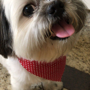 Foto de perfil de gi