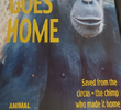 Toto Goes Home
