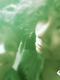Damaris