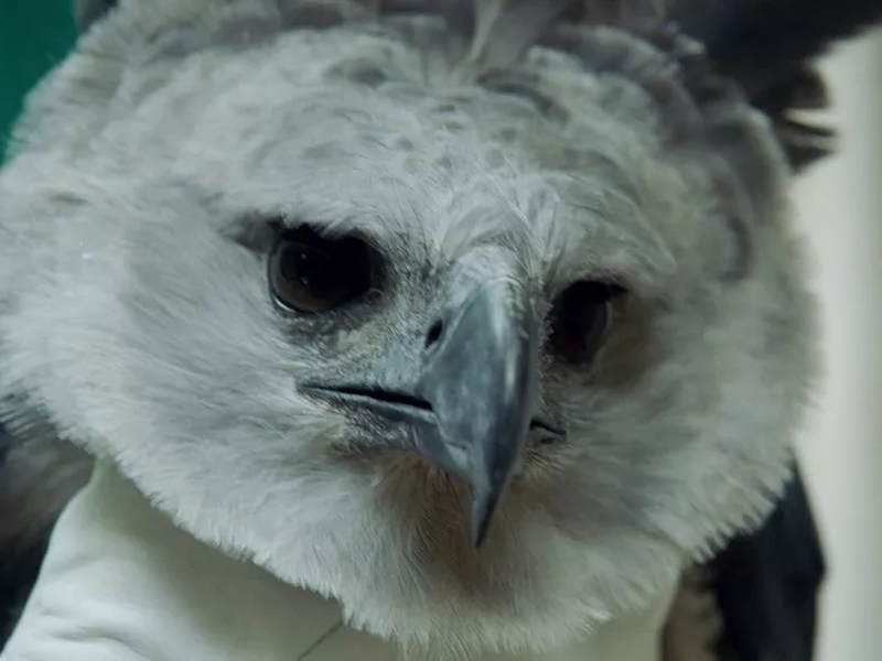 Foto 3 de Protetores da Floresta