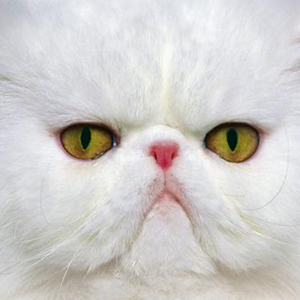 Foto de perfil de 🐱