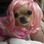 peixe palhaço