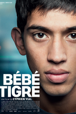 Jovem Tigre (Bébé tigre)