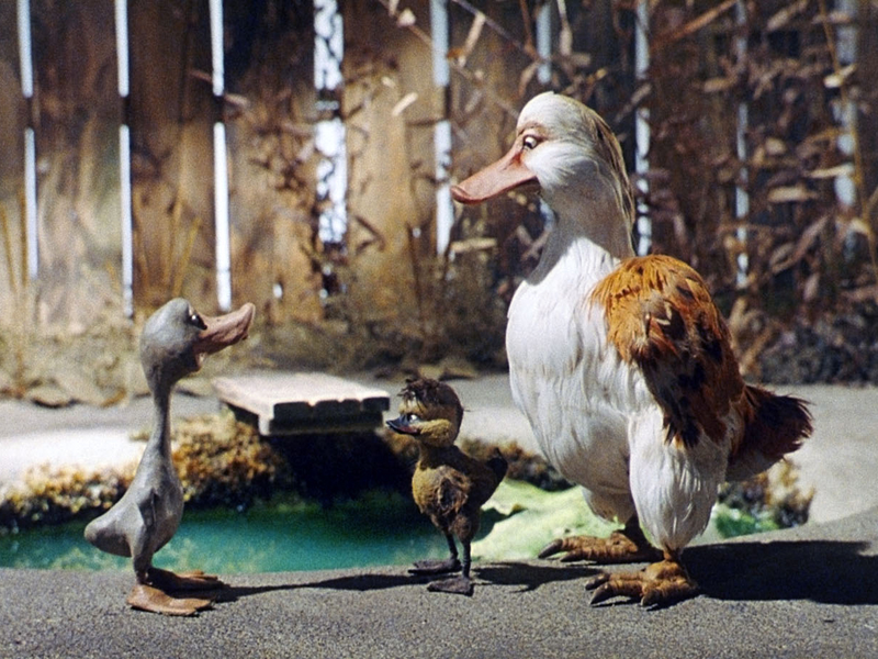 Foto 4 de O Patinho Feio