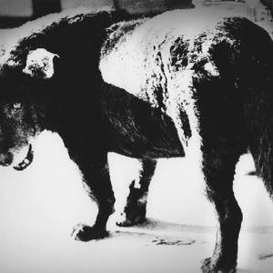 Foto de perfil de Ego