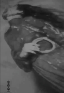 08042019: O Granulado (08042019: O Granulado)