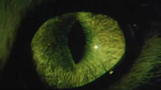 Trailer: Cat's Eye Trailer
