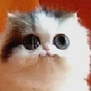 Foto de perfil de Diego Feitosa