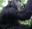 Chimpanzés: Iguais a Nós