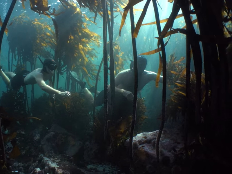 Foto 1 de Professor Polvo