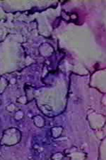 Prelude 5 (Prelude 5)