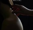 Conquistando a Rosa