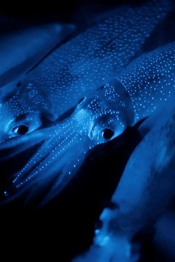 Poster de Episódio Dark Seas (2020)