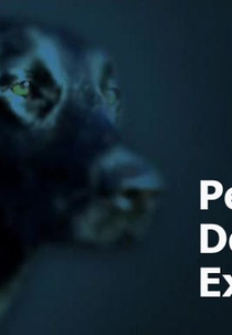 Segredos do Pedigree (Pedigree Dogs Exposed)