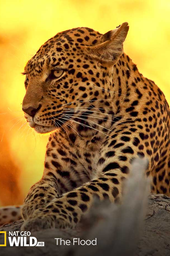  de Filme Delta do Okavango: Paraíso das Águas (2018)