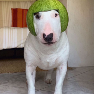 Foto de perfil de Lucas