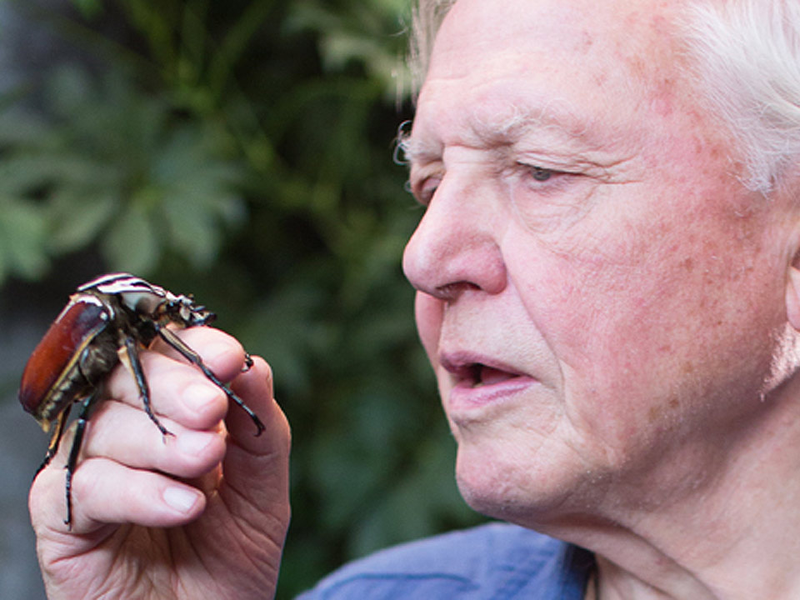 Foto 2 de O Micromundo dos Artrópodes