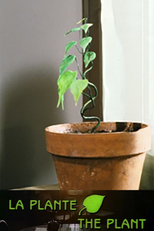 A Planta (La plante)
