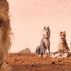 Ilha dos cachorros | A riqueza dos detalhes de Wes Anderson | Zinema