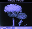 Thimble Theater