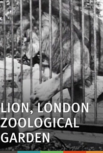 Lions, Jardin zoologique, Londres - Poster / Capa / Cartaz - Oficial 2