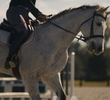 Horse Hitman
