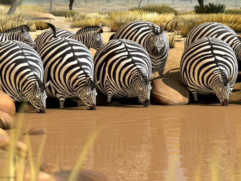 Foto 1 de Rollin' Safari