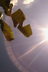 Amérika: Bahia de las Flechas (Amérika: Bahia de las Flechas)
