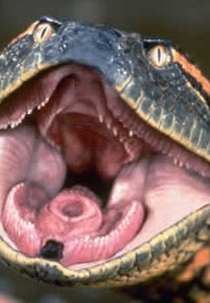 Documentário Serpentes Gigantes Anacondas e Pitons  - National Geographic (Documentário Serpentes Gigantes Anacondas e Pitons  - National Geographic)