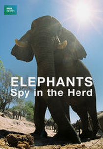 Elephants - Spy in The Herd (Elephants - Spy in The Herd)