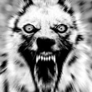 Foto de perfil de Nauber Fox