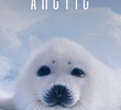 A Vida Selvagem do Ártico