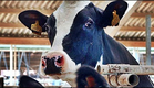 DAS SYSTEM MILCH | Trailer [HD]