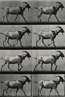 Goat Walking - Poster / Capa / Cartaz - Oficial 1