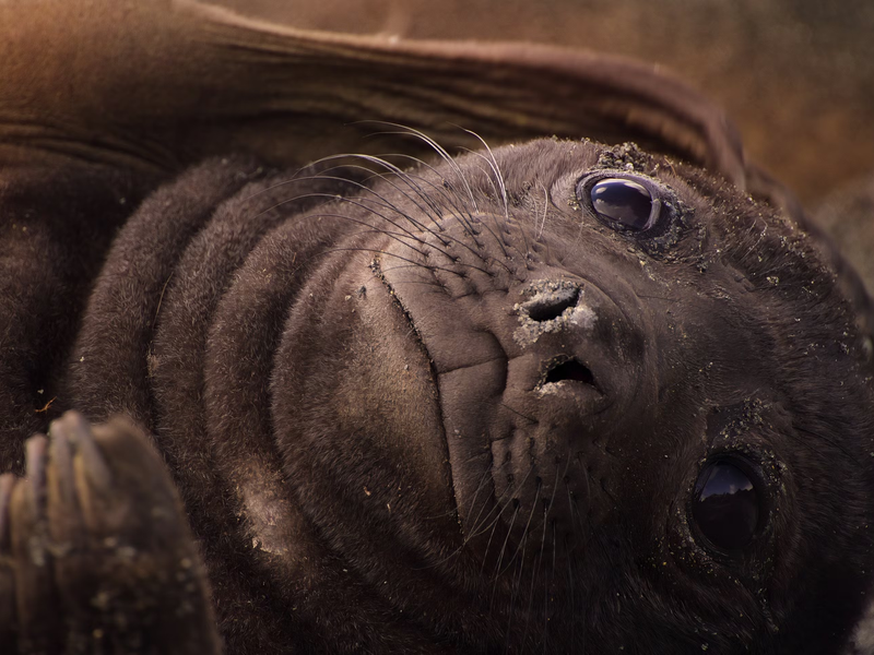 Foto 7 de Nossos Oceanos