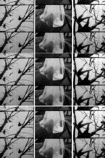 Poster de Curta Tree Dance (1971)