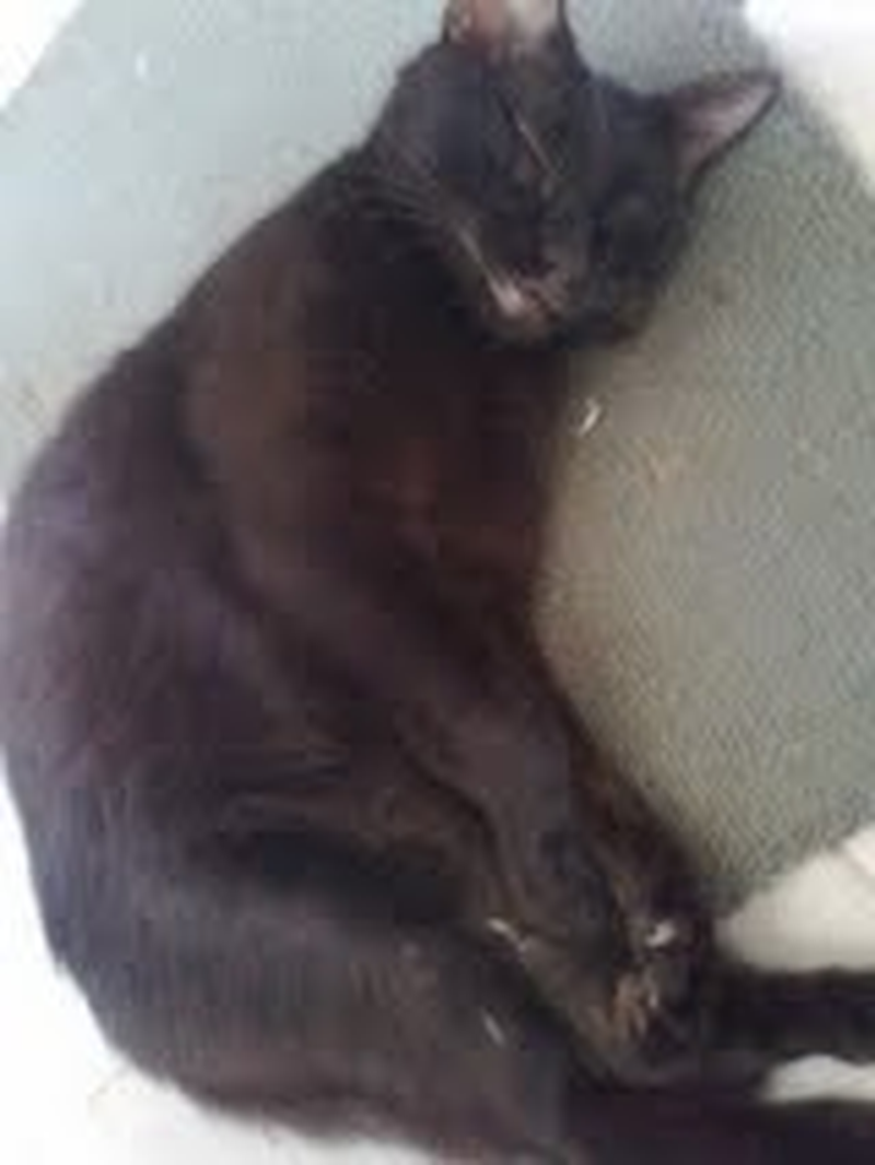 katyane - Foto 3